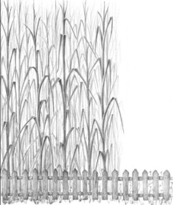 Going Carbon-Neutral With Miscanthus Image